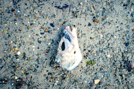 Amager beach park, Denmark, Skull