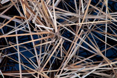 Beach, Straw, Reed