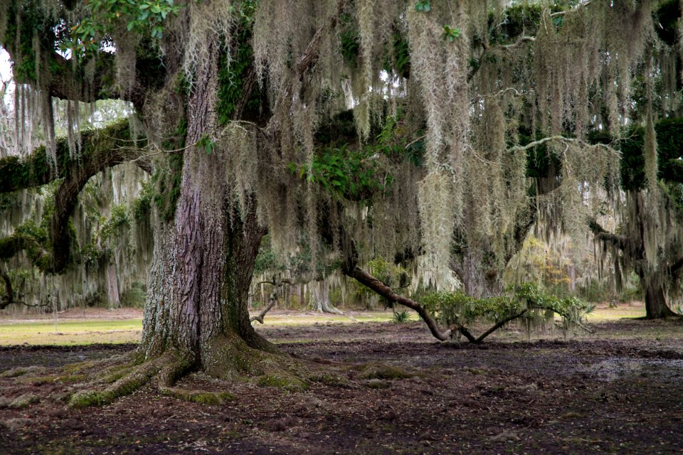 Louisiana, United states, Forest
