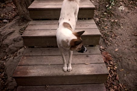 Thail, Animal, Profile