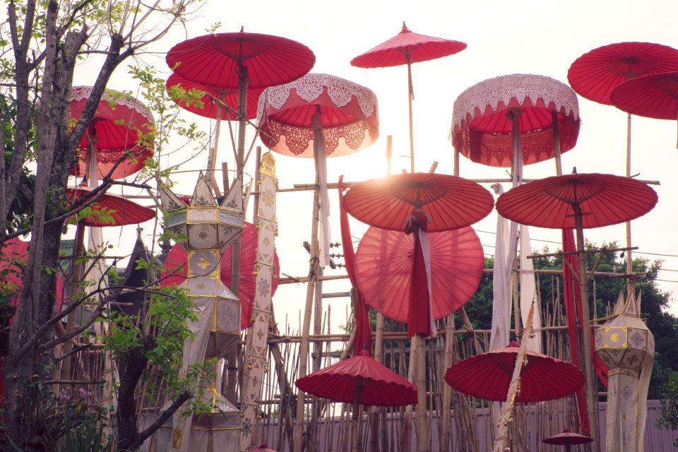 Chiang mai, Thail, Closeup photo