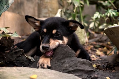 Thail, Closeup, Puppy