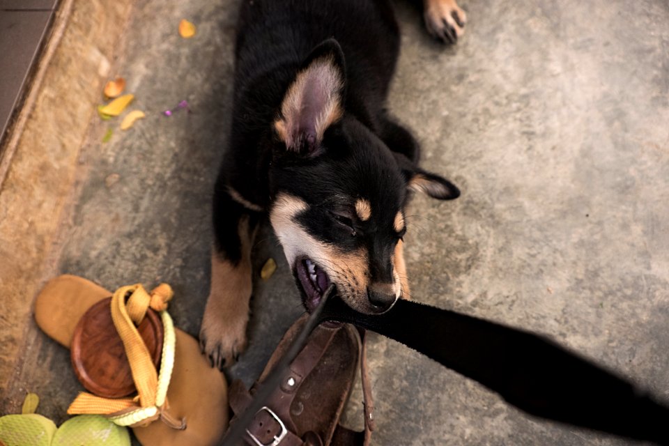 Thail, Closeup, Puppy