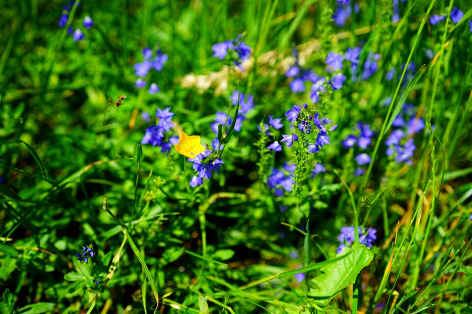 Ranunculus acris ranunculus buttercup