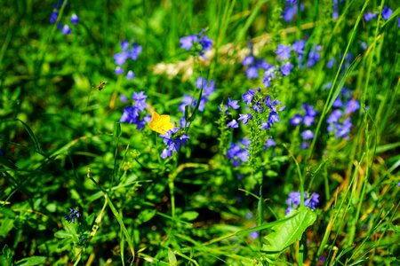 Ranunculus acris ranunculus buttercup