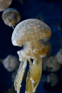 beige jelly fish photo