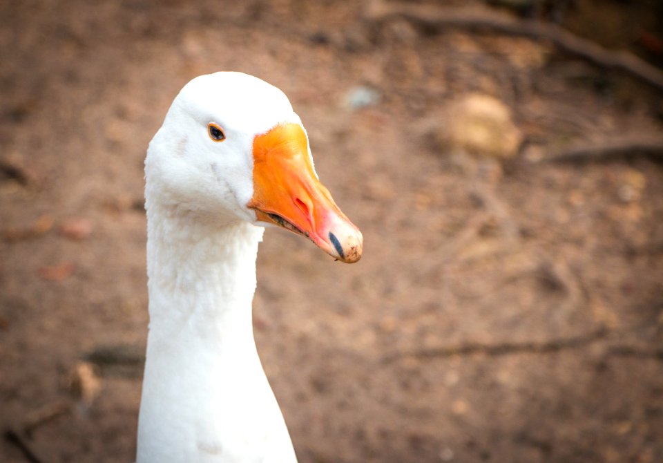 Vouill, France, Duck