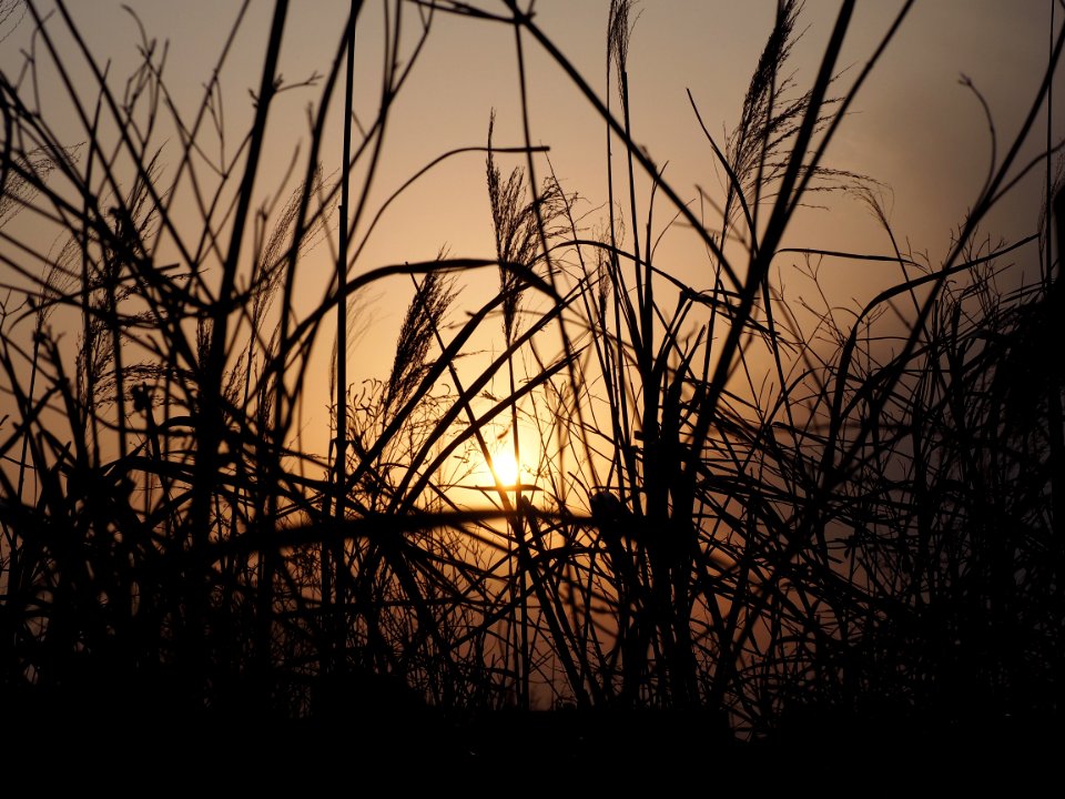 Glow, Orange, Nature