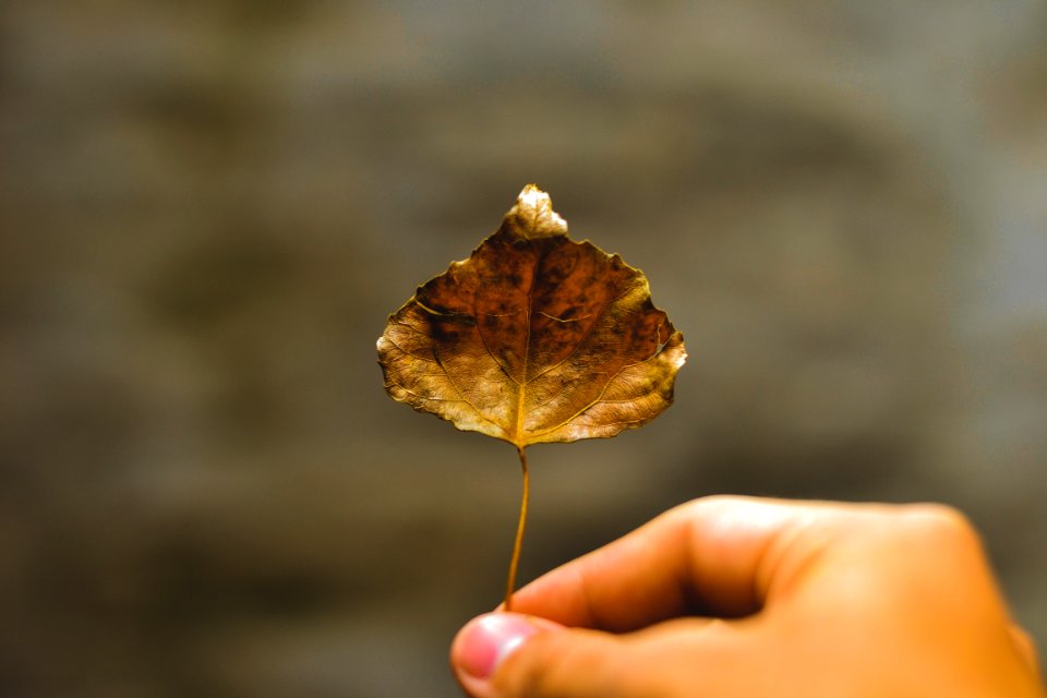 Argentina, 50mm, Nikon