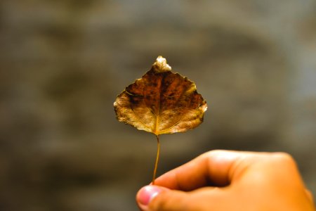 Argentina, 50mm, Nikon