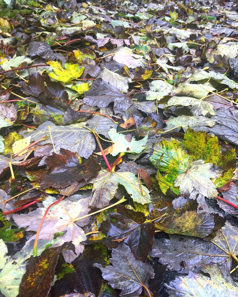 Leaf