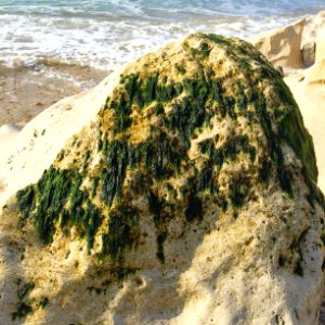 Water, Rock, Seaweed photo