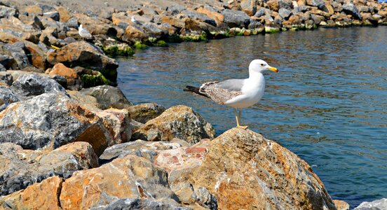 Blue water wild photo