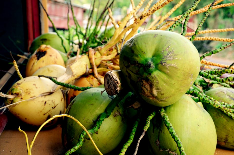 Jamaica, Eville, Coconuts