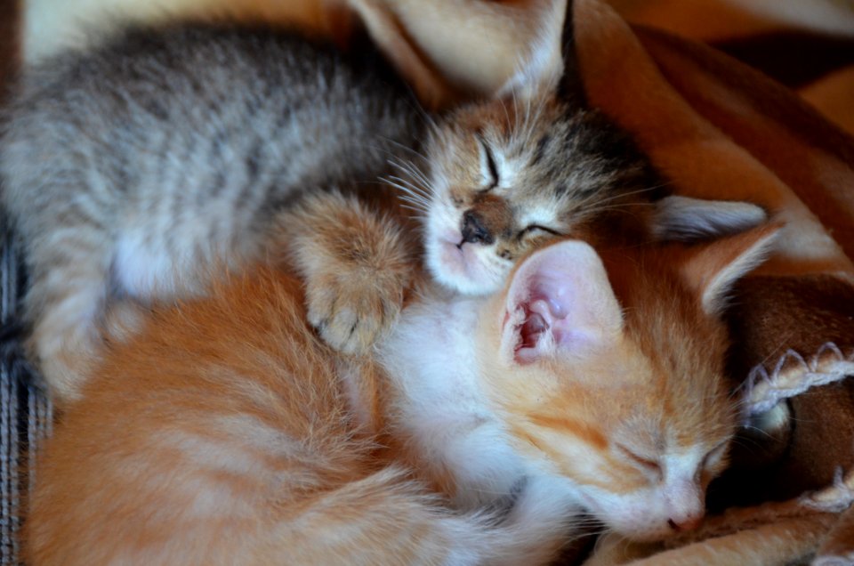 Sabadell, Spain, Cats