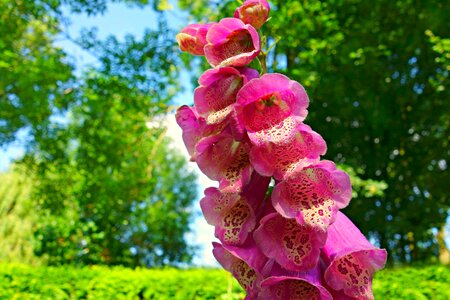 Digitalis purpurea petal bell shaped