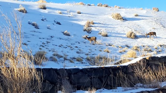 Reno, United states, Winter