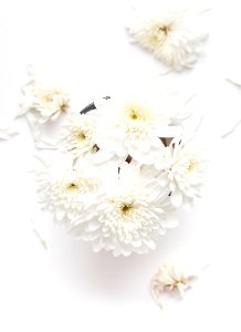 white petaled flower on white background