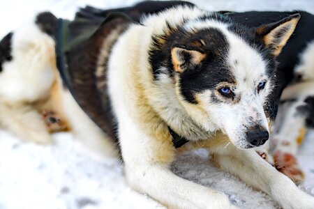 Huskies finland sled dog racing photo