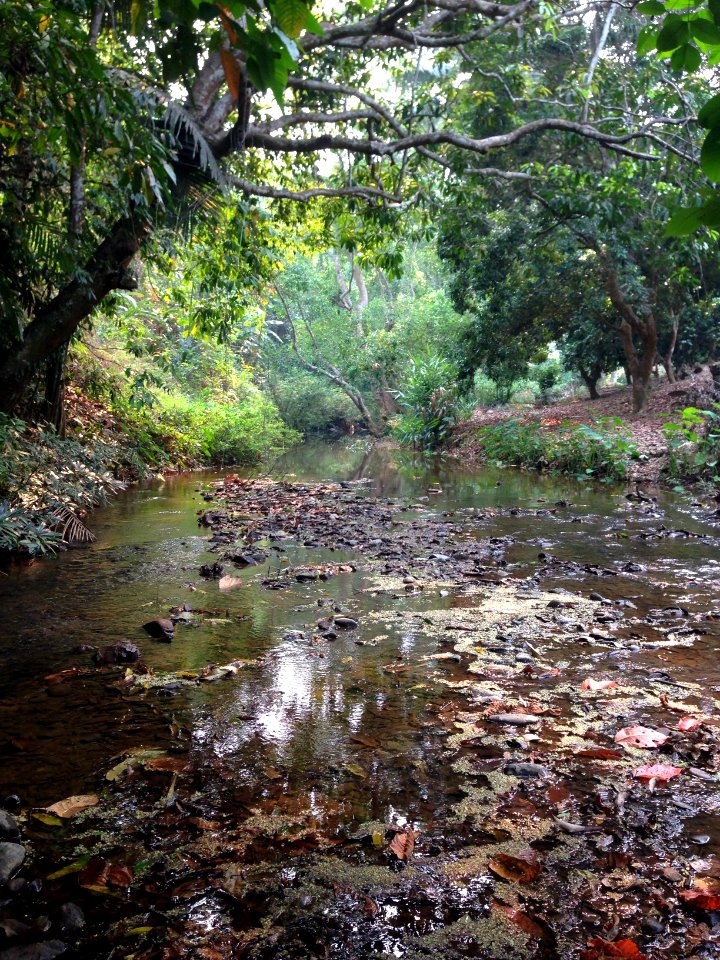 Thail, Forest
