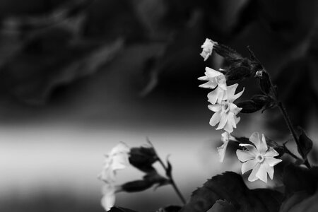 Summer flowers nature wild