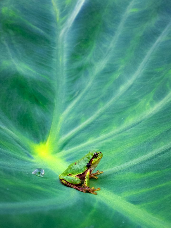 Frog