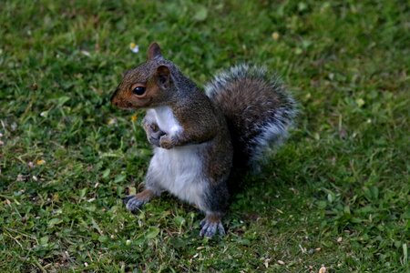 Squirrel animal rodent photo