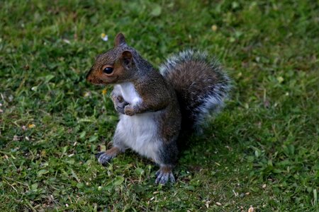Squirrel animal rodent