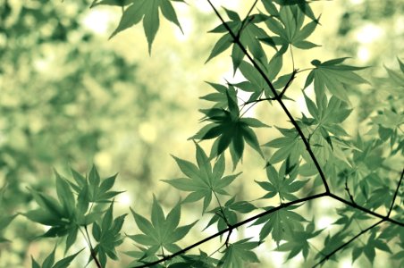 selective focus photo of green cannabis plant photo