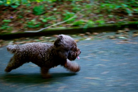 brown puppy walking on grey surface near green plants