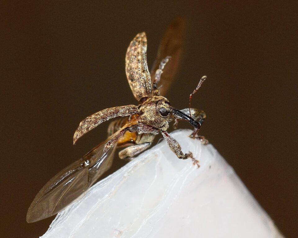 Dorytomus tremulae macro