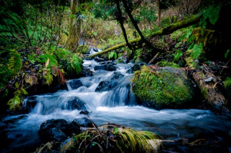 flowing water of river in between of trees photo