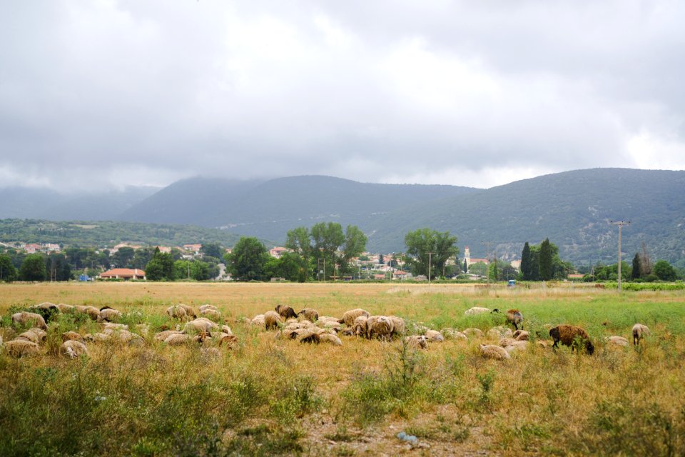 Greece, Cephalonia, Grazing