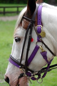 Horse champion competition