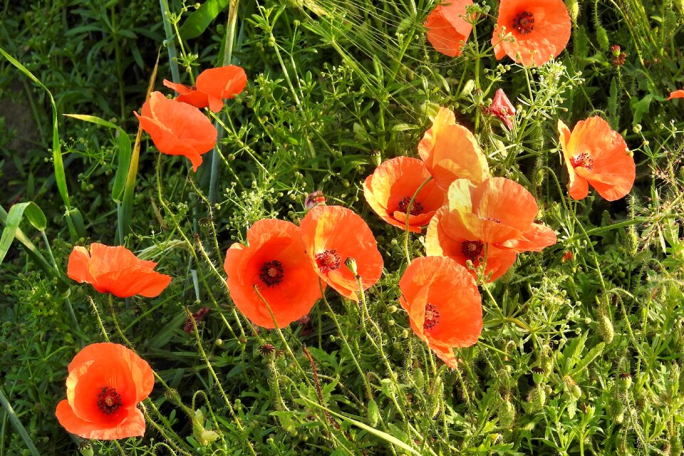 Poppy nature summer