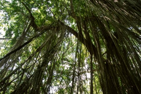 Ubud, Monkeyforest, Branches