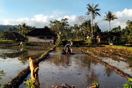 person walking on rice field photo