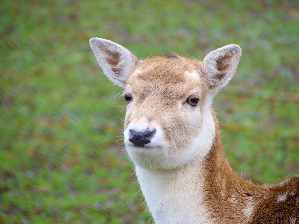 Wildlife, Wild, Nature