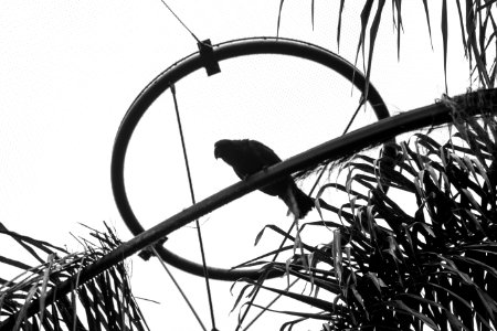 Loro park, Puerto de la cruz, Spain
