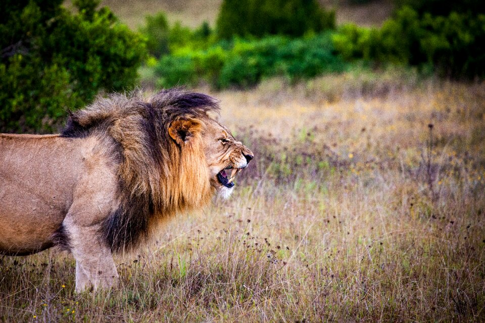 Wild africa safari photo