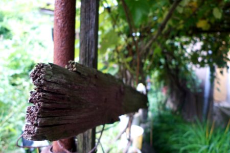 Garden, Nature, Rail