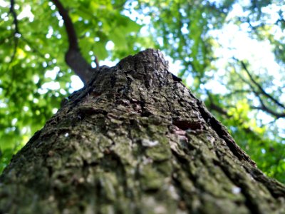 Trees, Tree