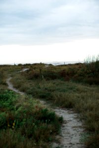 Beaten, Wildflowers, Beach