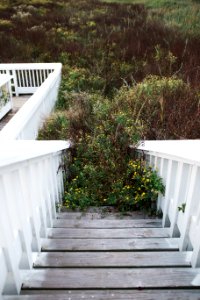 Overgrowth, Beach, Stairs