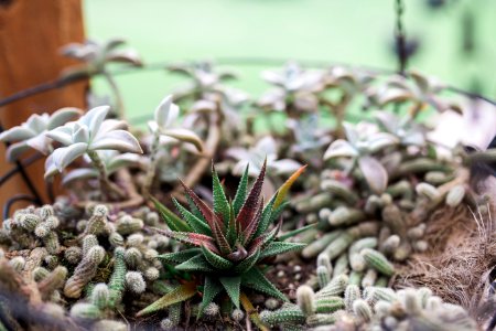 Greenery, Nature, Cactus