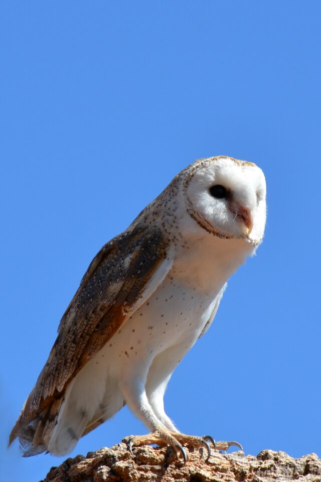 Owl bird wildlife