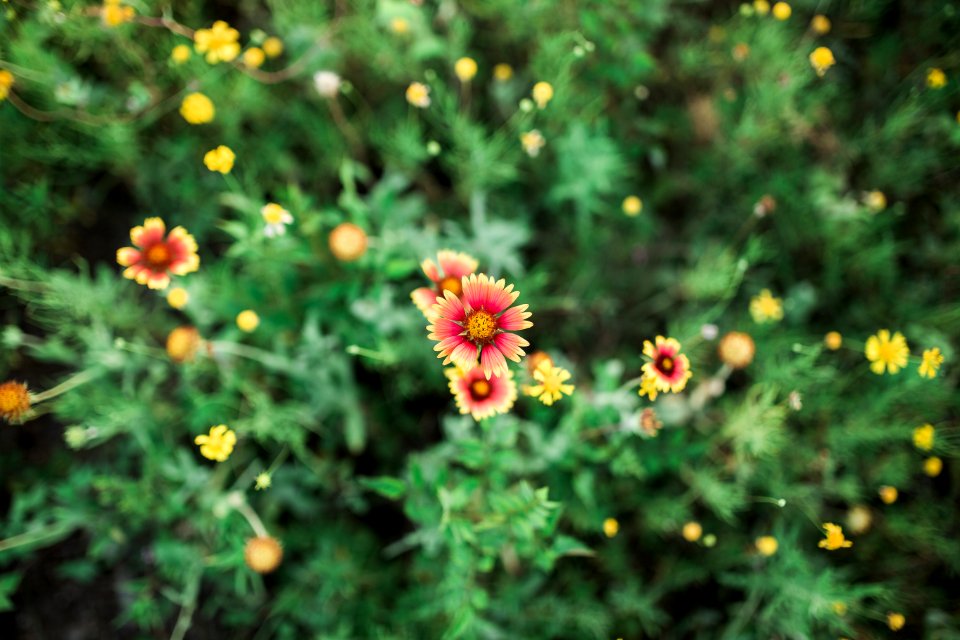 Greenery, Flower, Yellow