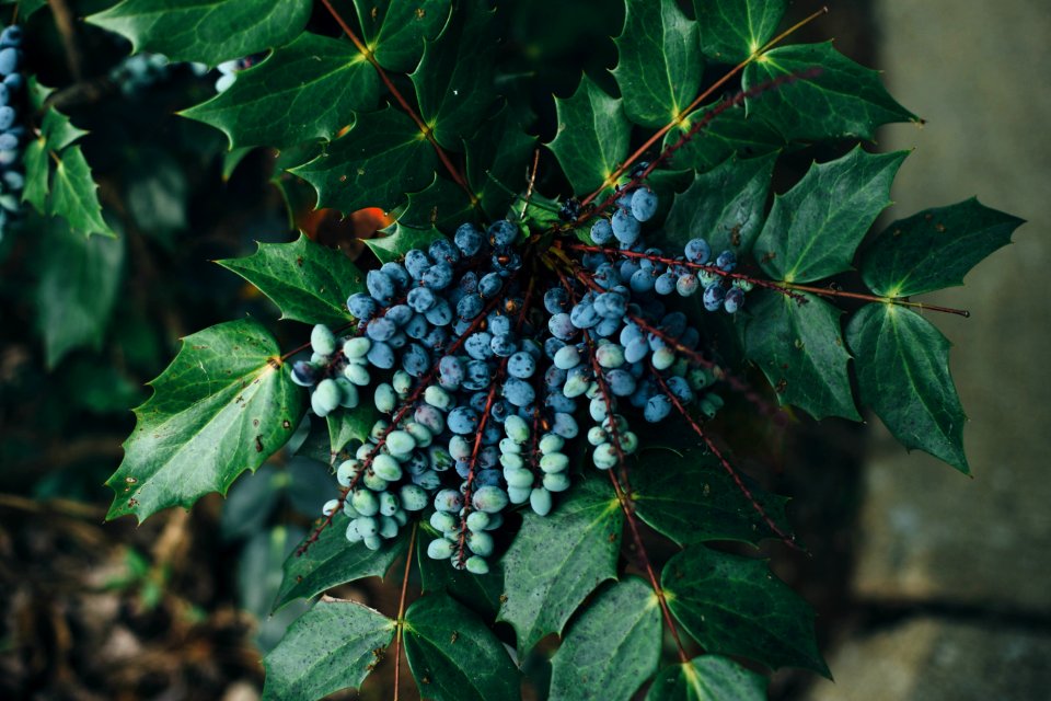 Nature, Blueberries, Outside