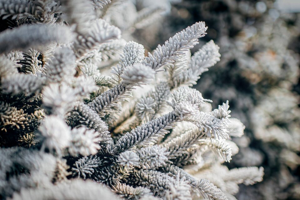 Frost hoarfrost frozen