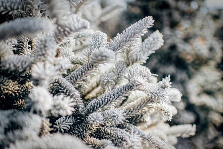 Frost hoarfrost frozen photo